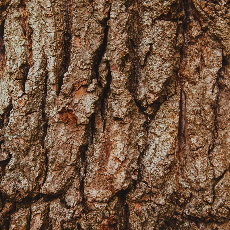 Wanddesign Baumrinde